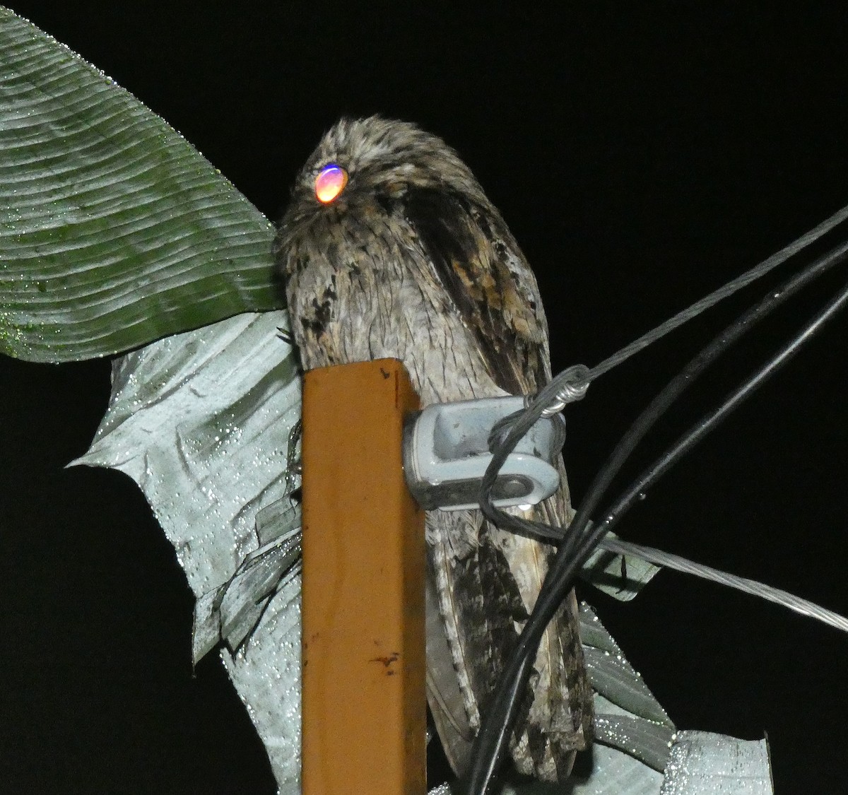 Northern Potoo (Caribbean) - ML643484047