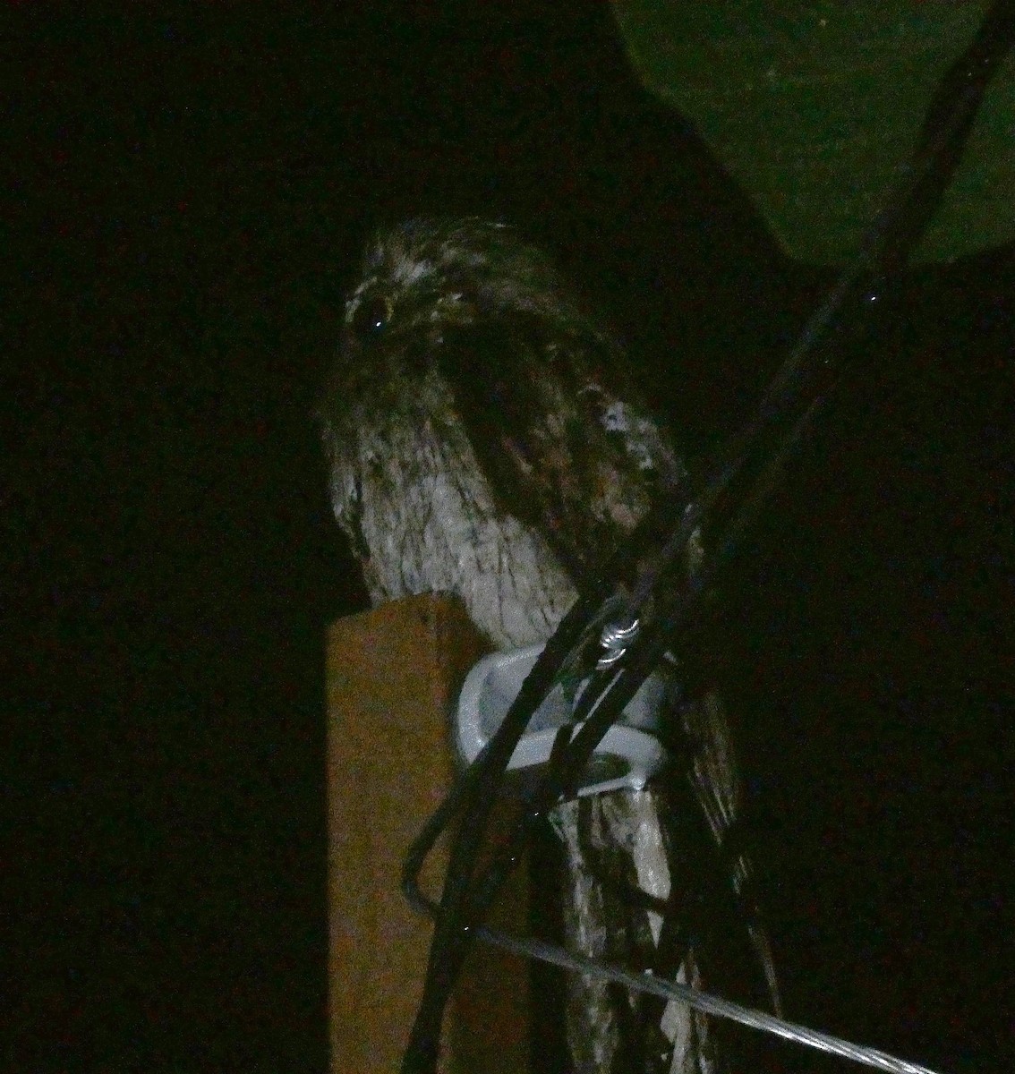Northern Potoo (Caribbean) - ML643484048