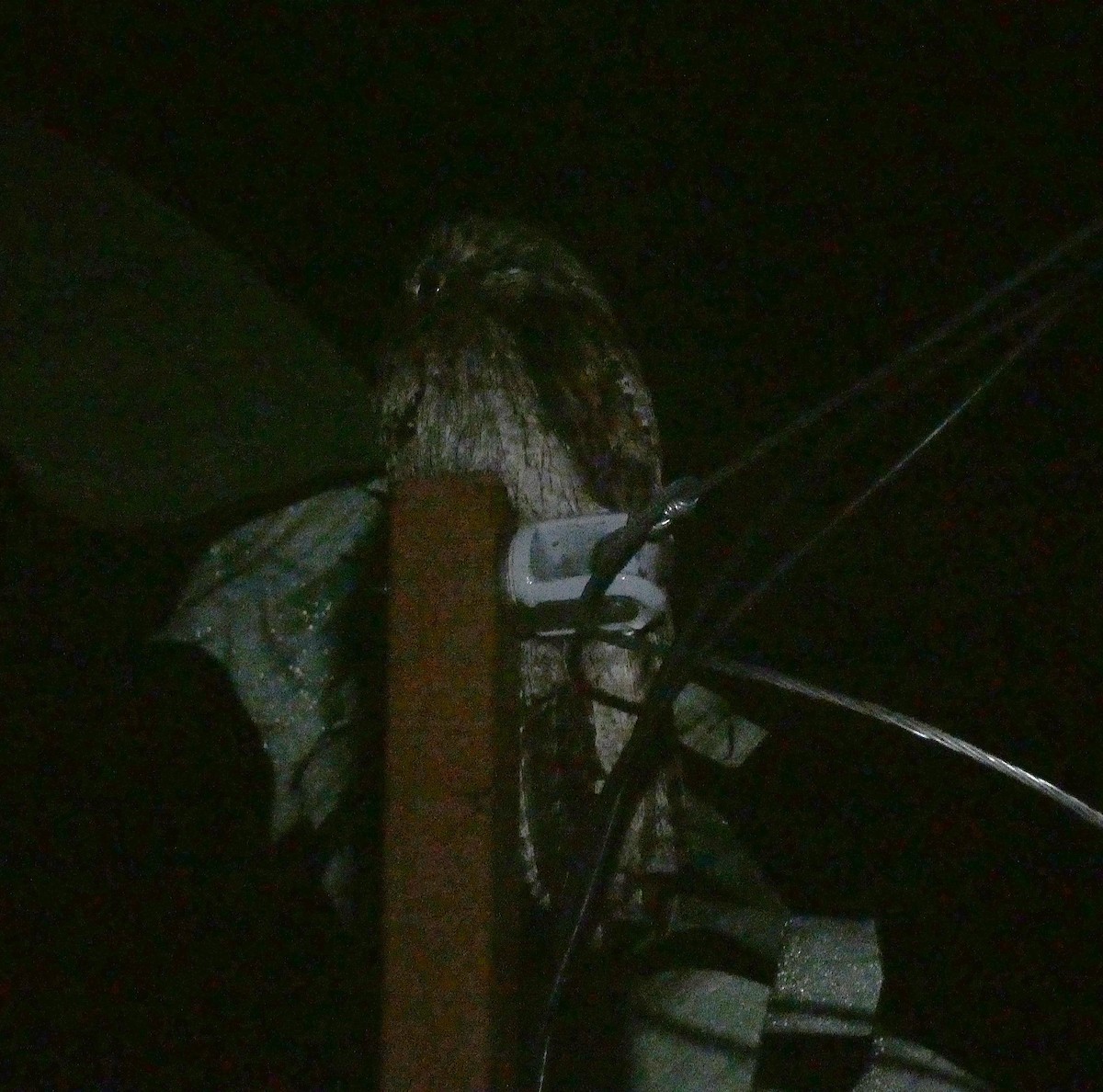 Northern Potoo (Caribbean) - ML643484049