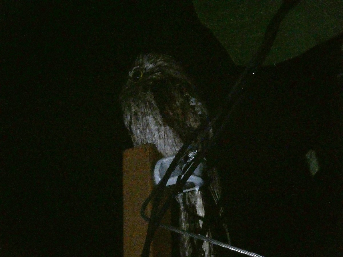 Northern Potoo (Caribbean) - ML643484050