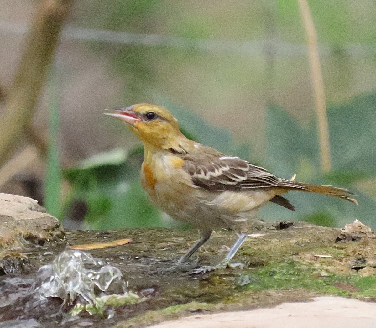 Bullock's Oriole - ML643484051