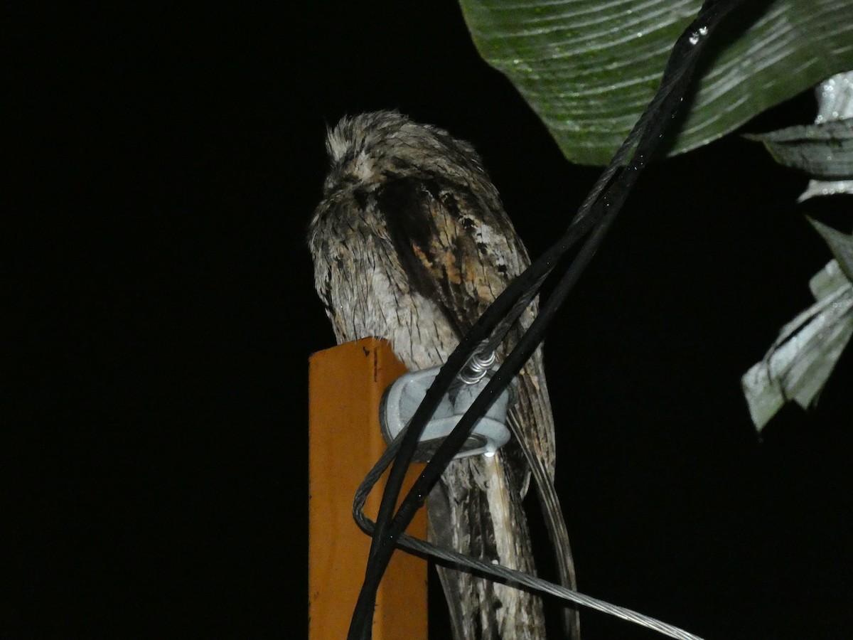 Northern Potoo (Caribbean) - ML643484052