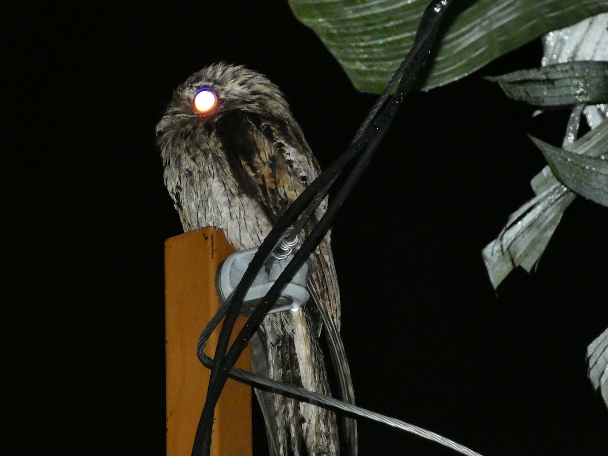 Northern Potoo (Caribbean) - ML643484053