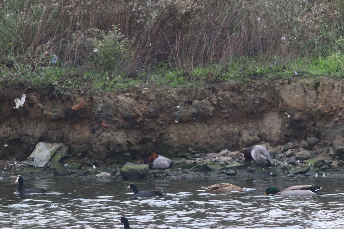 Common Pochard - ML643484058
