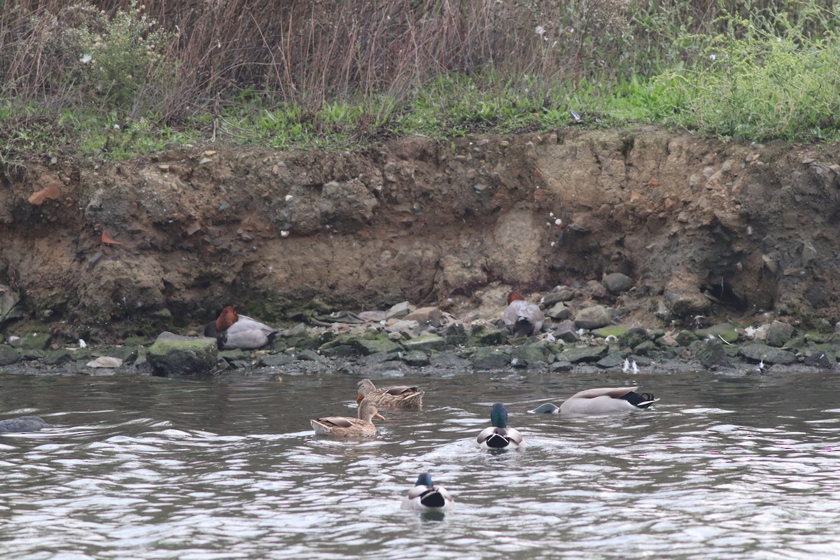 Common Pochard - ML643484062