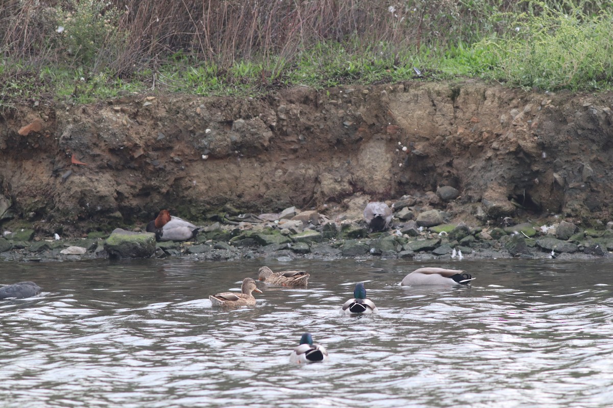 Common Pochard - ML643484063