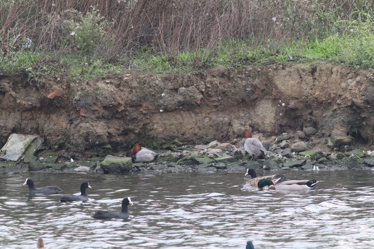 Common Pochard - ML643484064