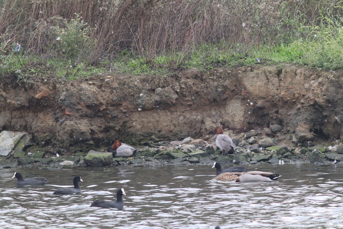 Common Pochard - ML643484065