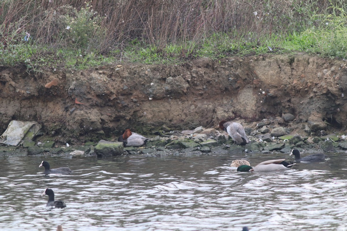 Common Pochard - ML643484066