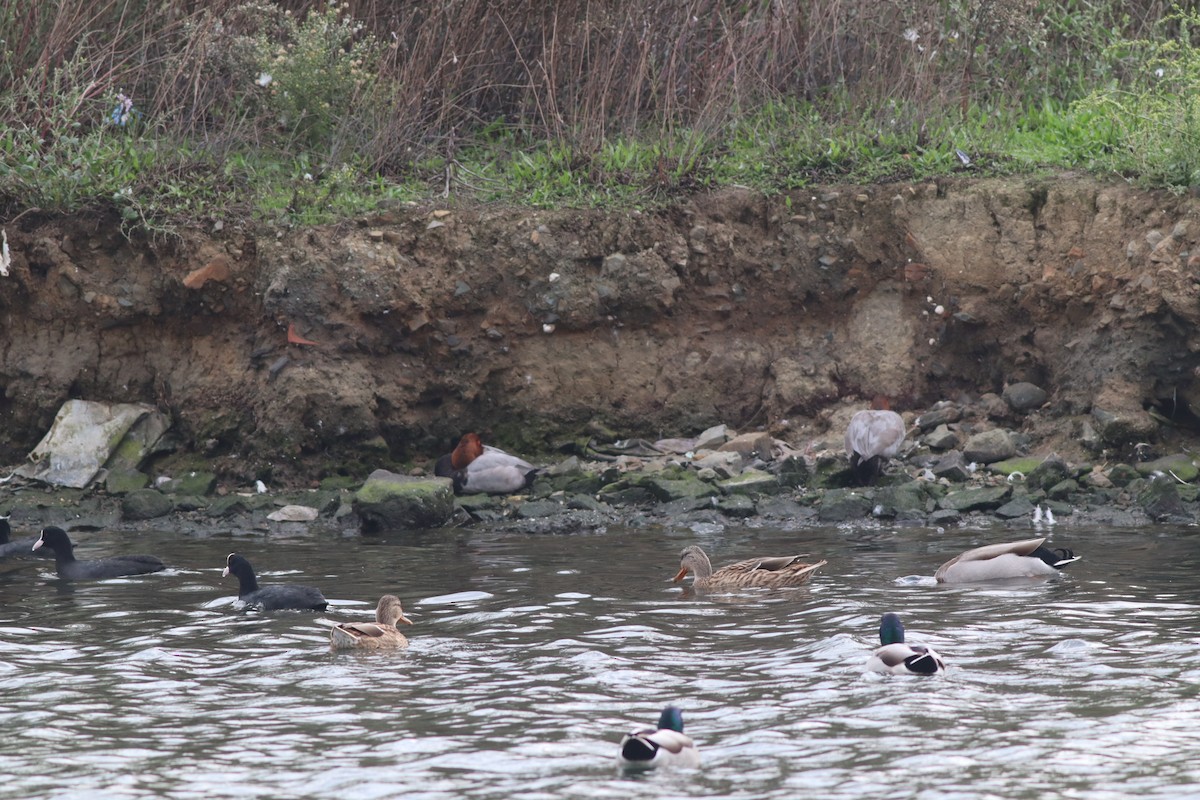 Common Pochard - ML643484067