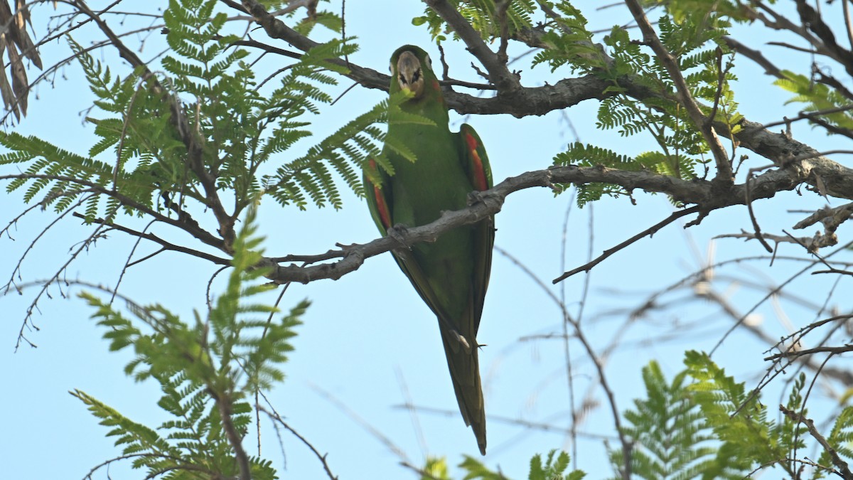 White-eyed Parakeet - ML643484068