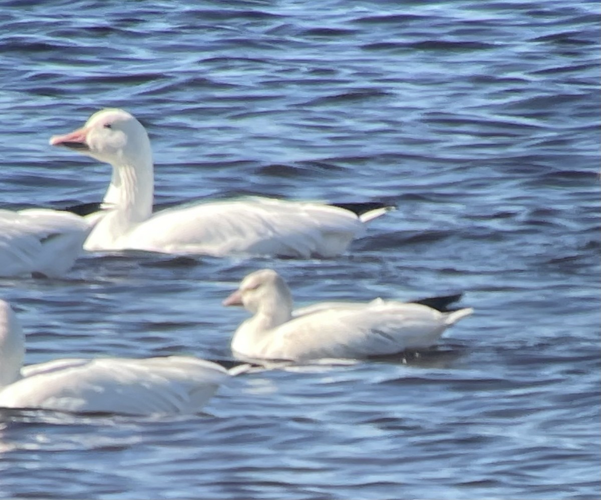 Ross's Goose - ML643484073