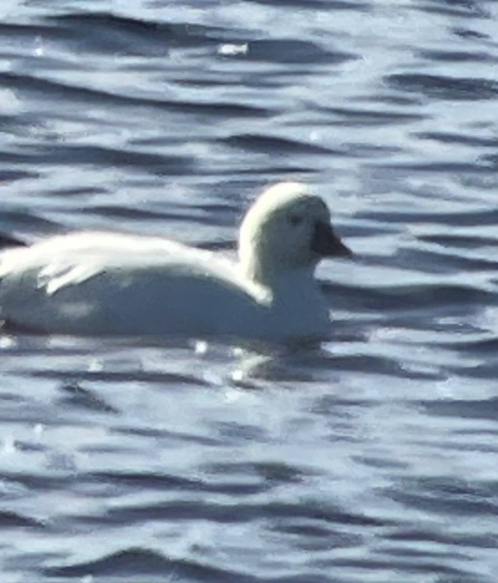 Ross's Goose - ML643484074
