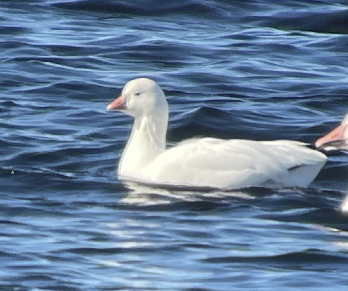 Ross's Goose - ML643484075