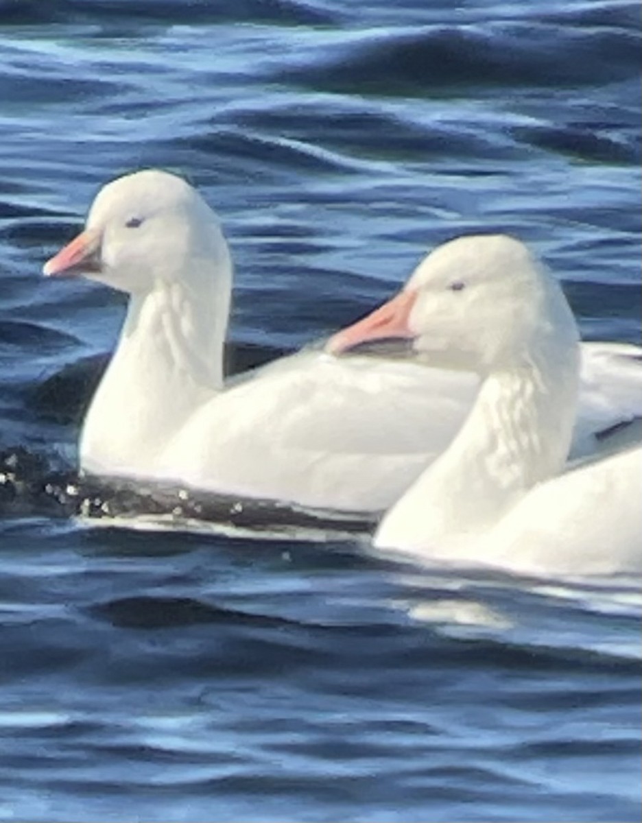 Ross's Goose - ML643484076
