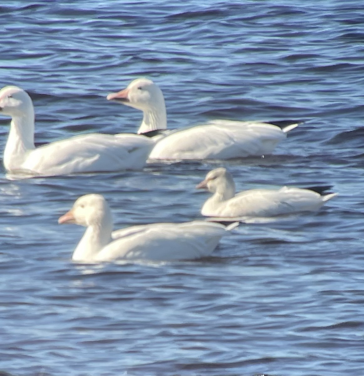 Ross's Goose - ML643484077