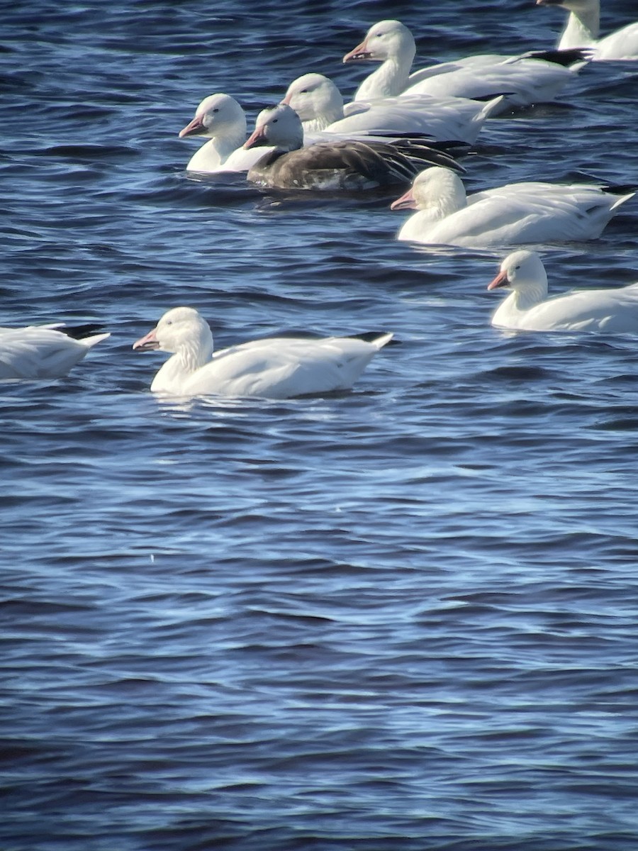 Ross's Goose - ML643484078