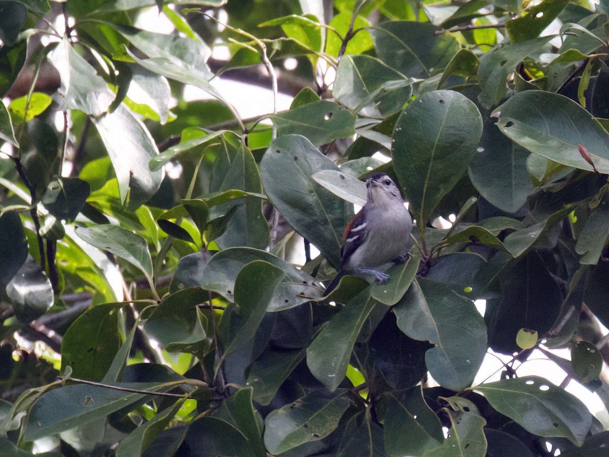 Ash-winged Antwren - ML643484083