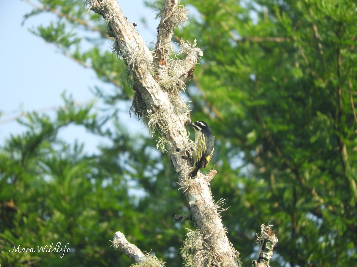Yellow-rumped Tinkerbird - ML643484099