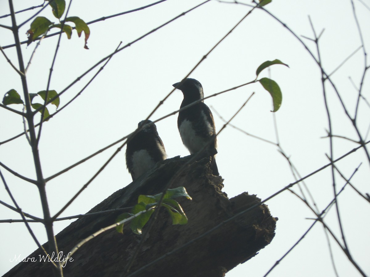 Белоухая либия - ML643484111