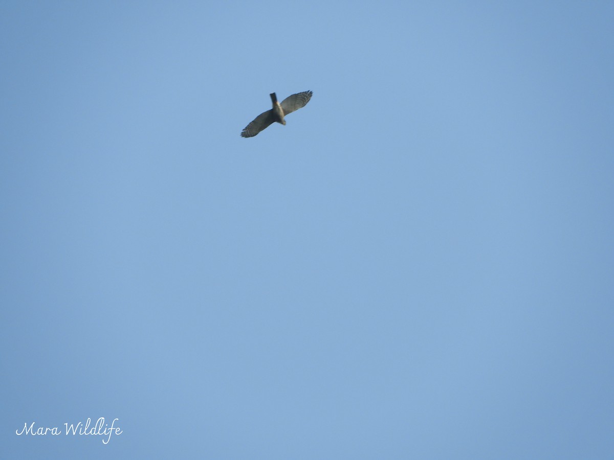 African Goshawk - ML643484119