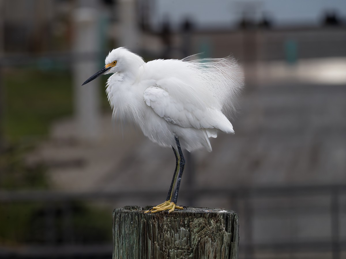 Snowy Egret - ML643484120