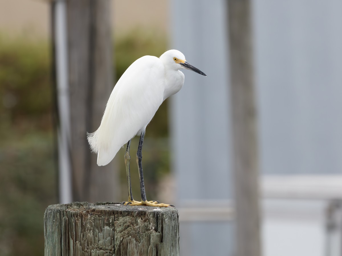Snowy Egret - ML643484121