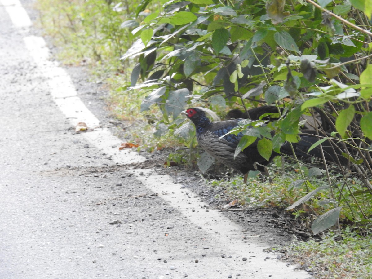 Kalij Pheasant - ML643484127