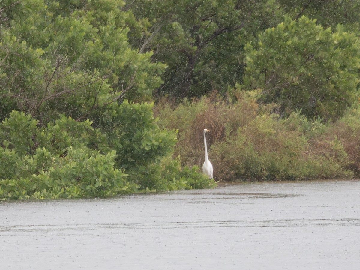 Great Egret - ML643484128