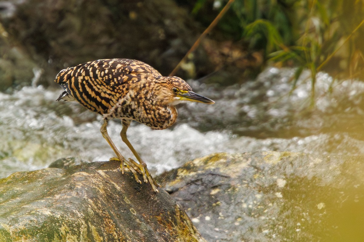 Fasciated Tiger-Heron - ML643484129