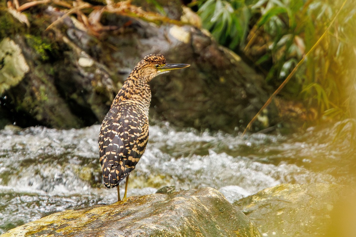 Fasciated Tiger-Heron - ML643484130