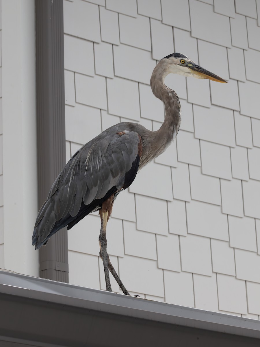 Great Blue Heron - ML643484145
