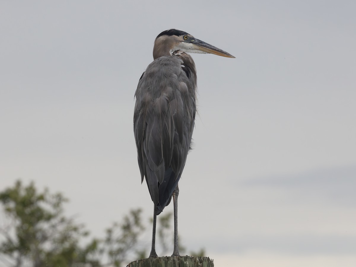 Great Blue Heron - ML643484146