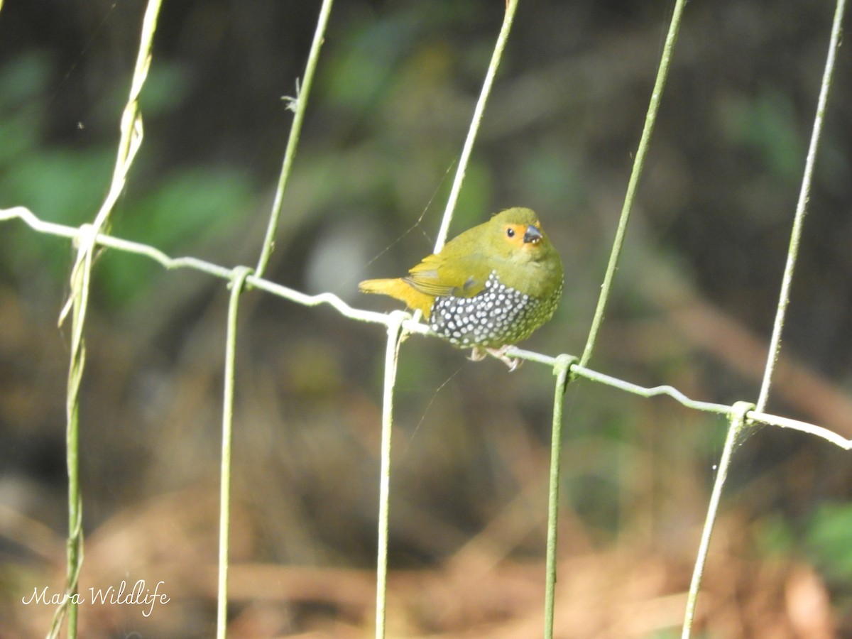 Green-backed Twinspot - ML643484160