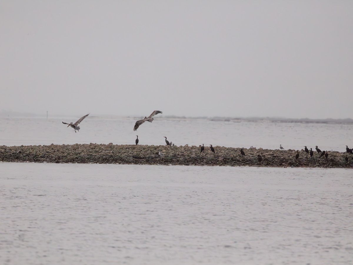 Brown Pelican - ML643484172