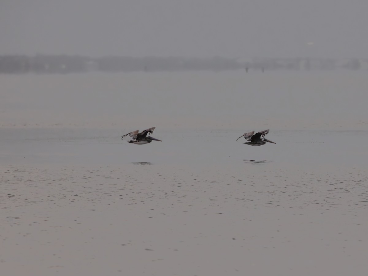 Brown Pelican - ML643484173