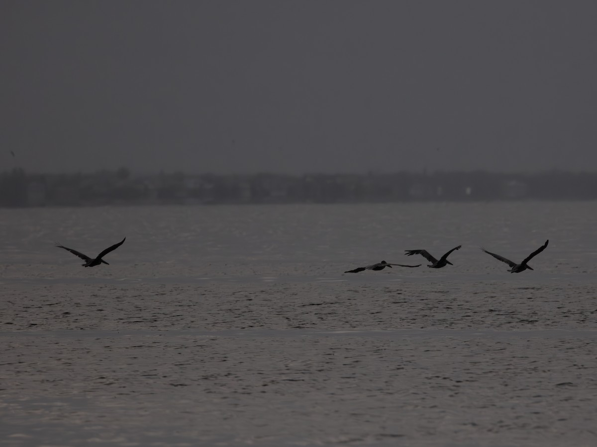 Brown Pelican - ML643484174