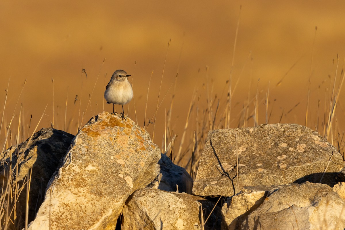 Finsch's Wheatear - ML643484187