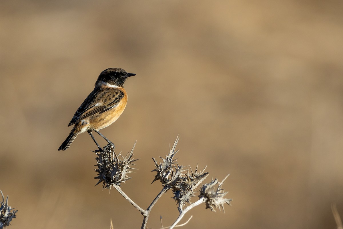European Stonechat - ML643484195