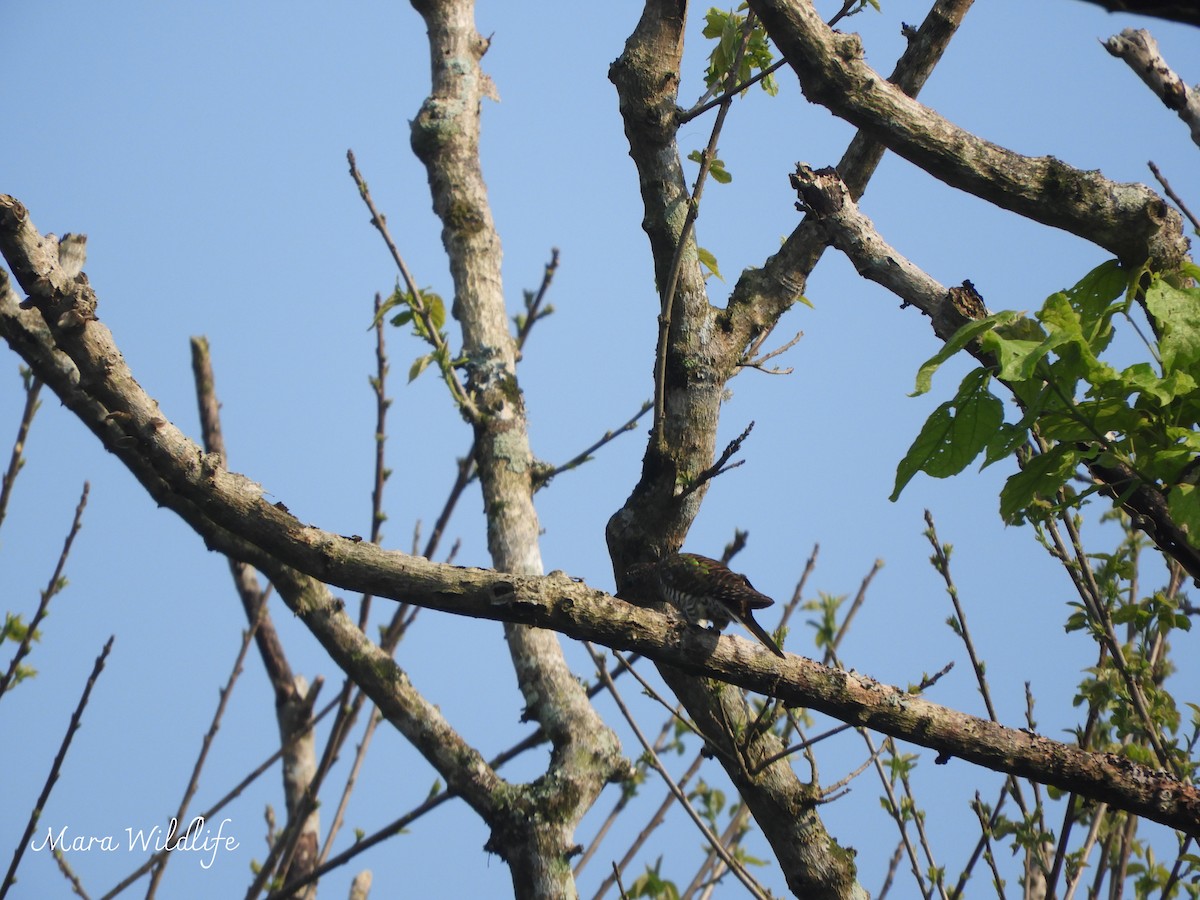 African Emerald Cuckoo - ML643484203