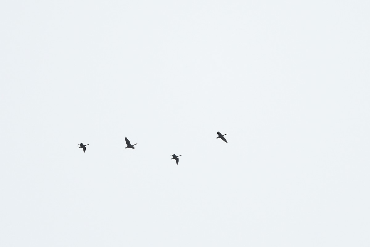 Canada Goose - ML643484205