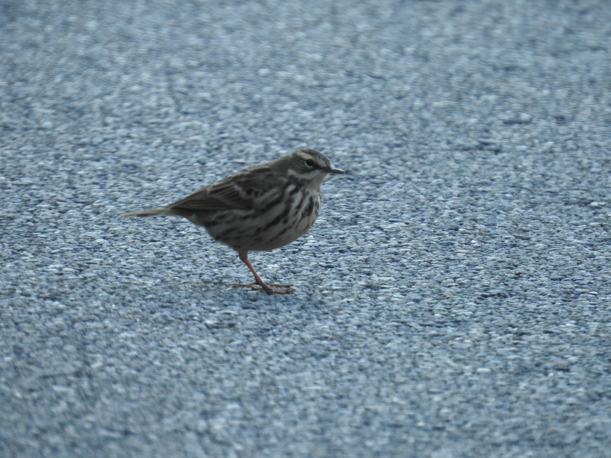 Rosy Pipit - ML643484210
