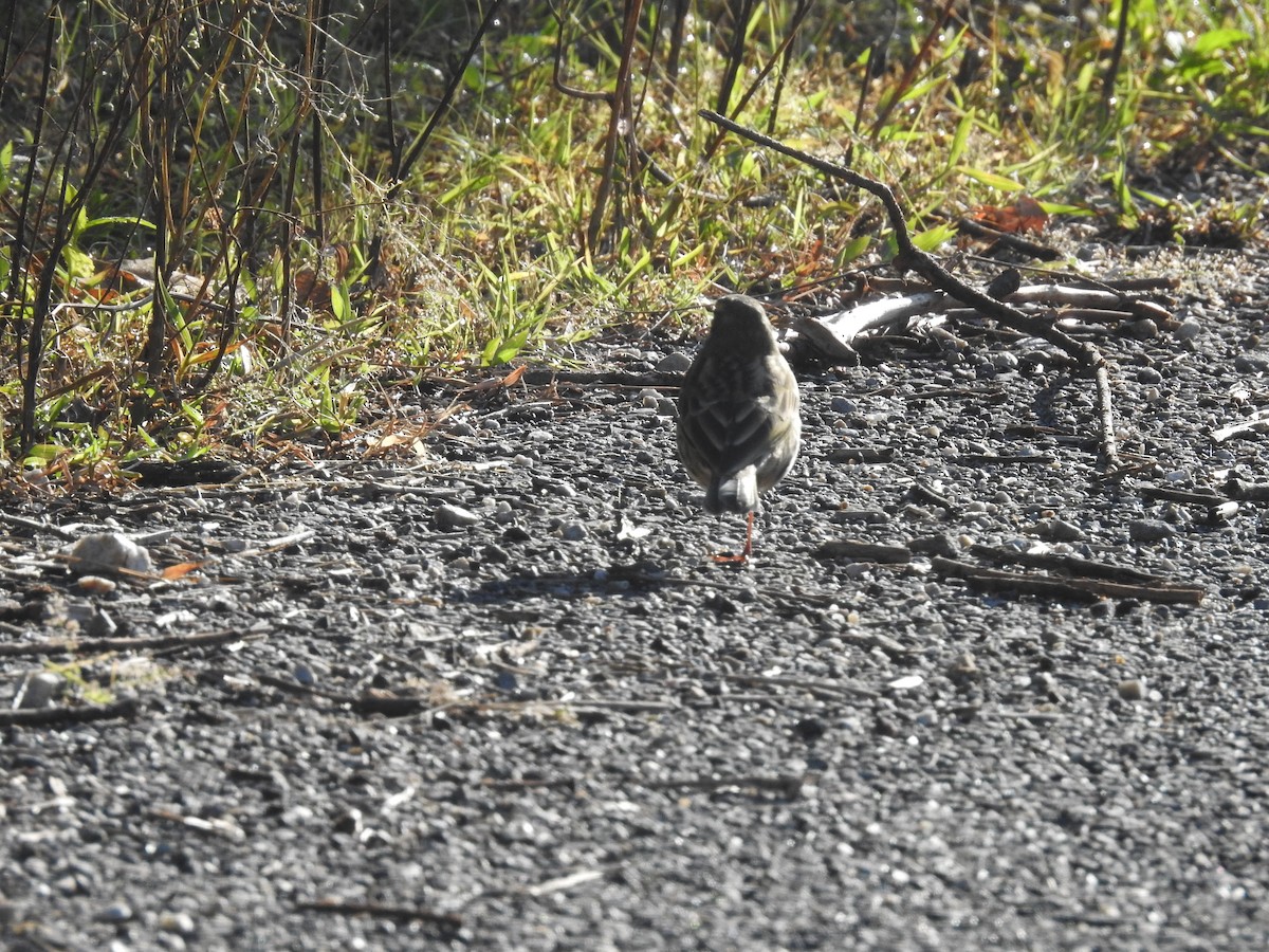 Olive-backed Pipit - ML643484211