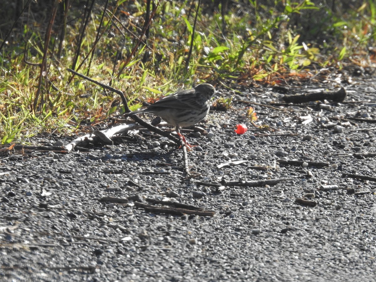 Olive-backed Pipit - ML643484212