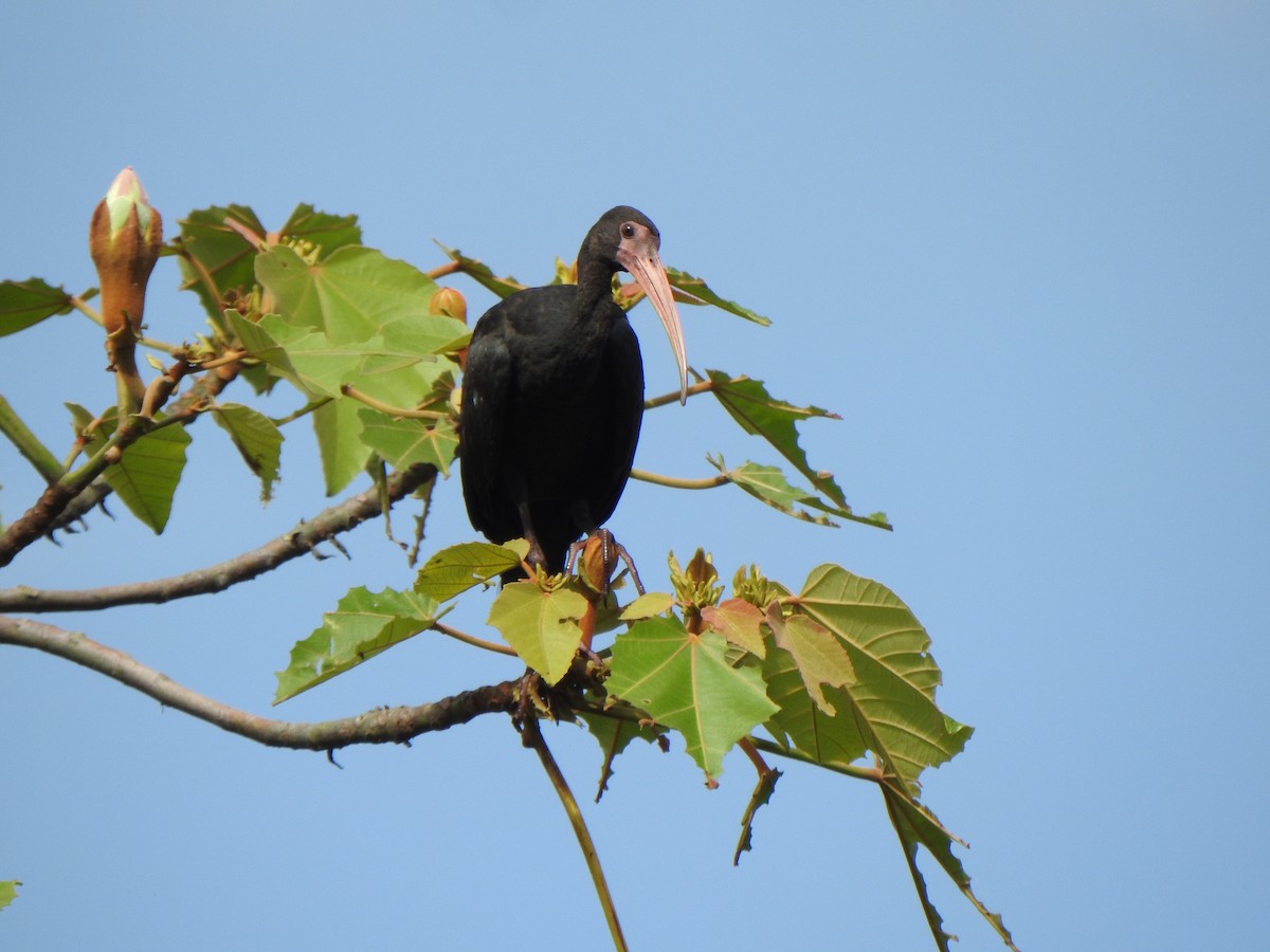 Bare-faced Ibis - ML643484214