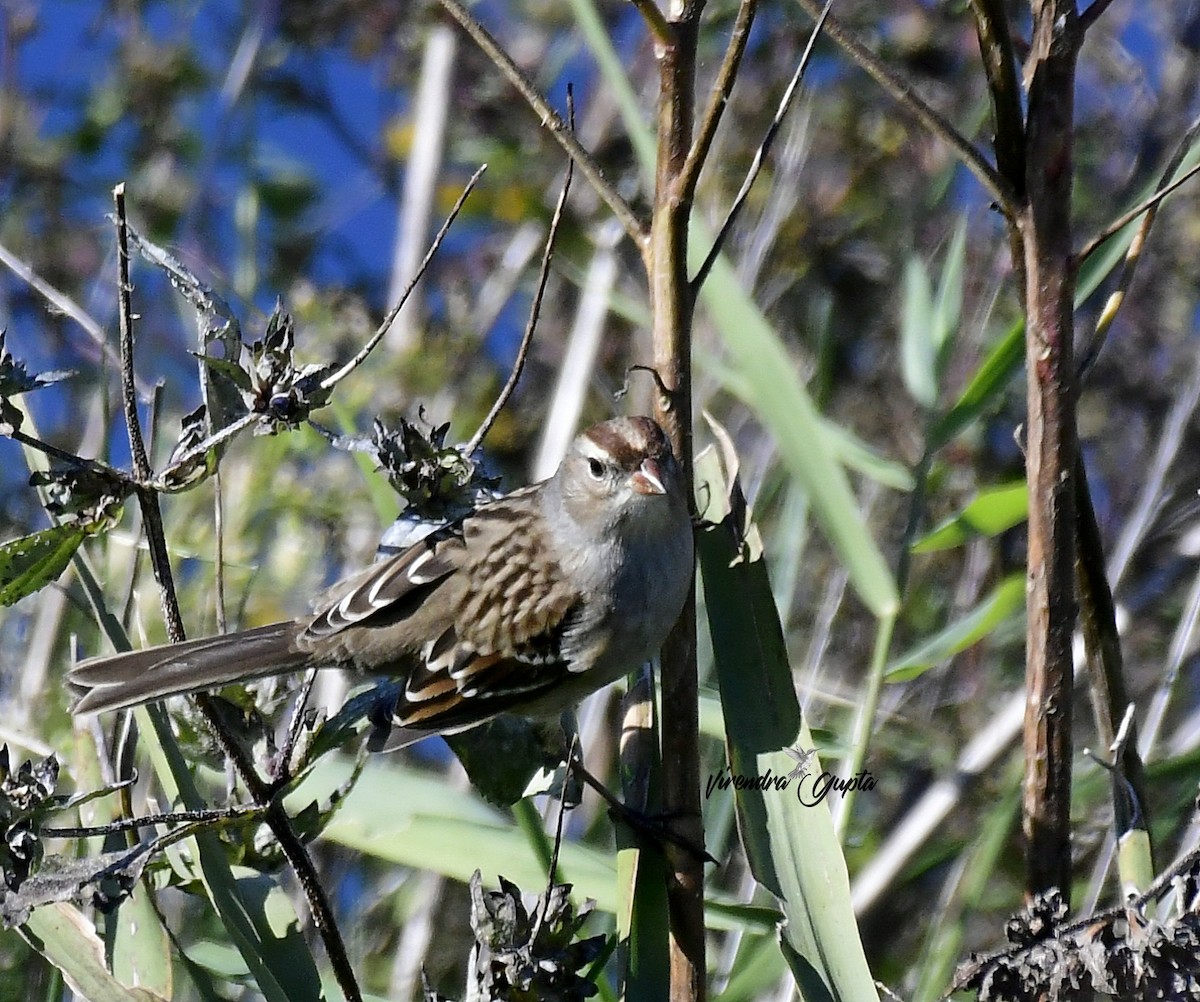 White-crowned Sparrow - ML643484218