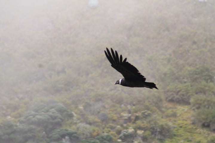 kondor andský - ML643484219