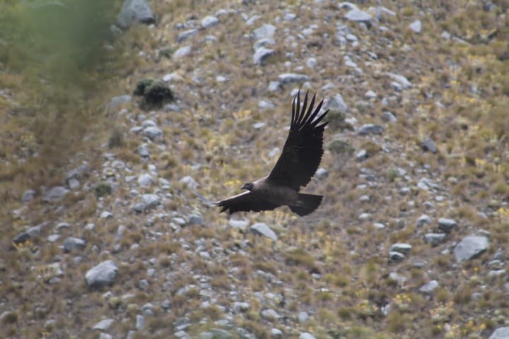 kondor andský - ML643484220