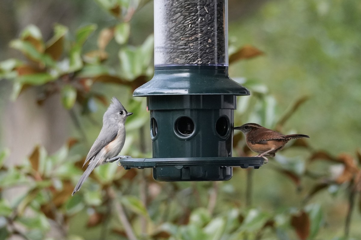 Tufted Titmouse - ML643484223