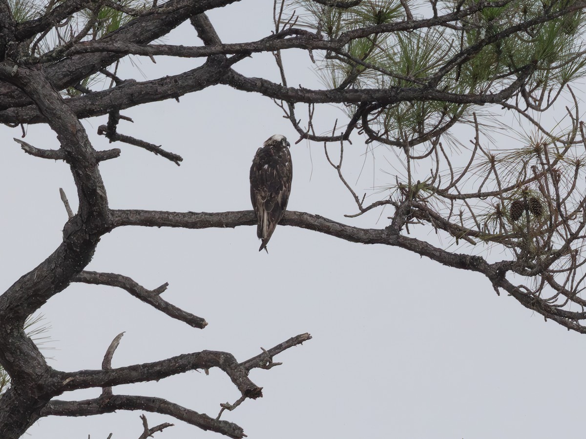 Osprey - ML643484224